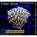 4D2-1 WYSIWYG - Montipora CrazyT gelb