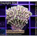 4D2-1 WYSIWYG - Montipora CrazyT gelb