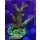 4D2-1 WYSIWYG - Acropora sp, Höhe 59mm