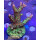 4D2-1 WYSIWYG - Acropora sp, Höhe 59mm