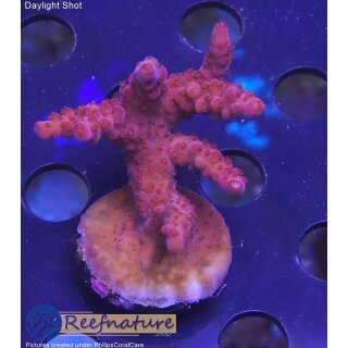 4D2-2 WYSIWYG - Acropora sp, 36mm