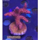 4D2-2 WYSIWYG - Acropora sp, 36mm