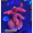 4D2-2 WYSIWYG - Acropora sp, 36mm