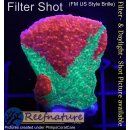 4D2-2 WYSIWYG - Montipora crafted