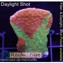 4D2-2 WYSIWYG - Montipora crafted