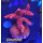 4D2-2 WYSIWYG - Acropora sp, 36mm