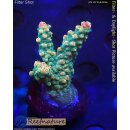 4D2-3 WYSIWYG - Acropora sp, Höhe 35mm