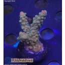 4D2-3 WYSIWYG - Acropora sp, Höhe 35mm