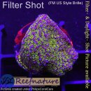 4D2-3 WYSIWYG - Montipora superman