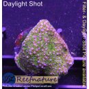 4D2-3 WYSIWYG - Montipora superman
