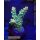 4D2-3 WYSIWYG - Acropora sp, Höhe 35mm