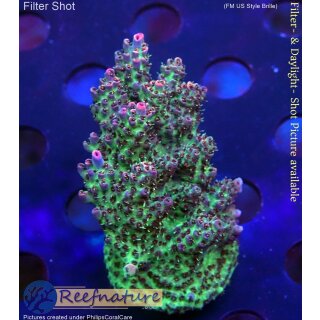 4D2-4 WYSIWYG - Acropora hyacinthus, Höhe 47mm