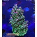 4D2-4 WYSIWYG - Acropora hyacinthus, Höhe 47mm