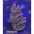 4D2-4 WYSIWYG - Acropora hyacinthus, Höhe 47mm