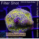 4D2-4 WYSIWYG - Montipora Rainbow
