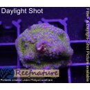4D2-4 WYSIWYG - Montipora Rainbow