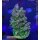 4D2-4 WYSIWYG - Acropora hyacinthus, Höhe 47mm