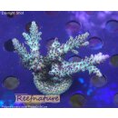 4D1-8 WYSIWYG - Acropora sp, Höhe 60mm
