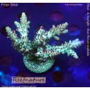 4D1-8 WYSIWYG - Acropora sp, Höhe 60mm