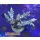 4D1-8 WYSIWYG - Acropora sp, Höhe 60mm