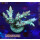 4D1-8 WYSIWYG - Acropora sp, Höhe 60mm