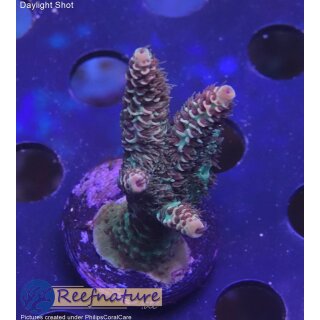 4D2-5 WYSIWYG - Acropora millepora, Höhe 40mm