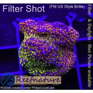 4D2-5 WYSIWYG - Montipora Rainbow