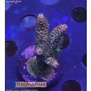 4D2-5 WYSIWYG - Acropora millepora, Höhe 40mm