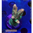 4D2-5 WYSIWYG - Acropora millepora, Höhe 40mm