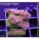 4D2-5 WYSIWYG - Montipora Rainbow