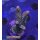 4D2-5 WYSIWYG - Acropora millepora, Höhe 40mm