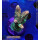 4D2-5 WYSIWYG - Acropora millepora, Höhe 40mm