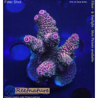 4D2-6 WYSIWYG - Acropora millepora, Höhe 41mm