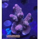 4D2-6 WYSIWYG - Acropora millepora, Höhe 41mm