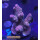 4D2-6 WYSIWYG - Acropora millepora, Höhe 41mm