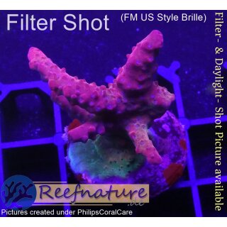 4D2-7 WYSIWYG - Acropora Medusa Red (Höhe 34mm)