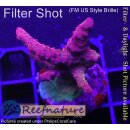 4D2-7 WYSIWYG - Acropora Medusa Red (Höhe 34mm)