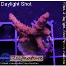4D2-7 WYSIWYG - Acropora Medusa Red (Höhe 34mm)