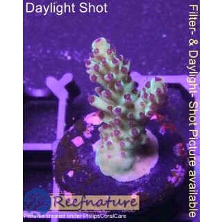 4D2-8 WYSIWYG - Acropora sp. (Höhe 29mm)