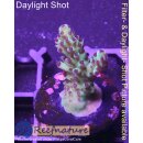 4D2-8 WYSIWYG - Acropora sp. (Höhe 29mm)