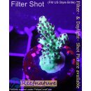 4D2-8 WYSIWYG - Acropora sp. (Höhe 29mm)