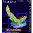 4D3-1 WYSIWYG -Acropora Mango Garden (Höhe  33mm)