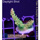 4D3-1 WYSIWYG -Acropora Mango Garden (Höhe  33mm)