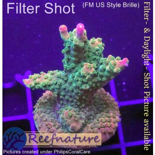 4D3-2 WYSIWYG - Acropora Pink Paletta (Höhe 44 mm)