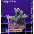 4D3-2 WYSIWYG - Acropora Pink Paletta (Höhe 44 mm)