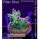 4D3-3 WYSIWYG - Acropora Pink Paletta (Höhe 34 mm)