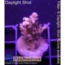 4D3-4 WYSIWYG -Acropora Strawberry Shortcake RED (Höhe  38mm)
