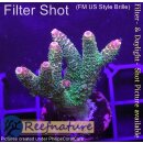 4D3-5 WYSIWYG -Acropora millepora (Höhe 40 mm)