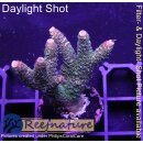 4D3-5 WYSIWYG -Acropora millepora (Höhe 40 mm)