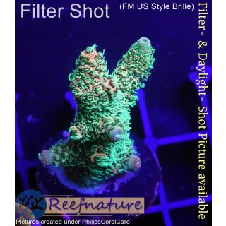 4D3-6 WYSIWYG -Acropora millepora (Höhe 37 mm)